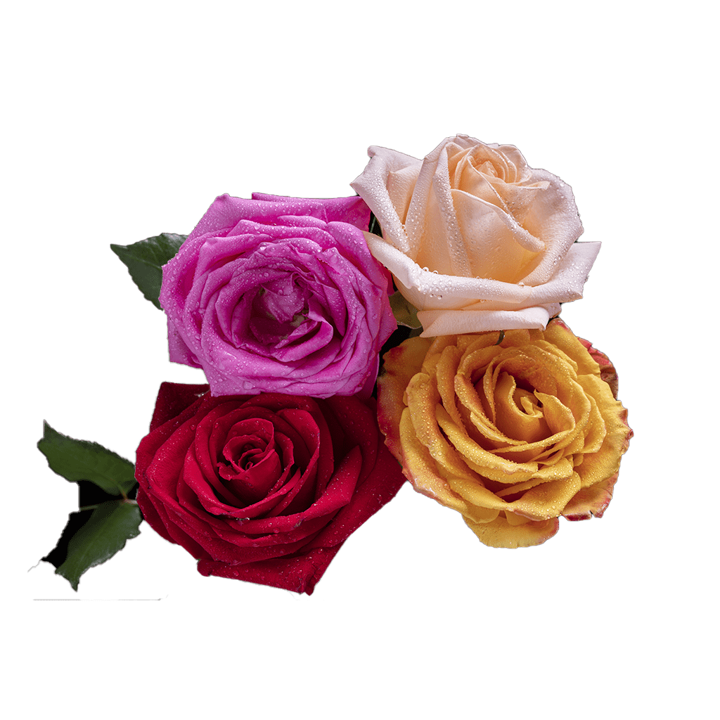 fleurs-rouge – rose – varié Abonnement Bouquets Variés